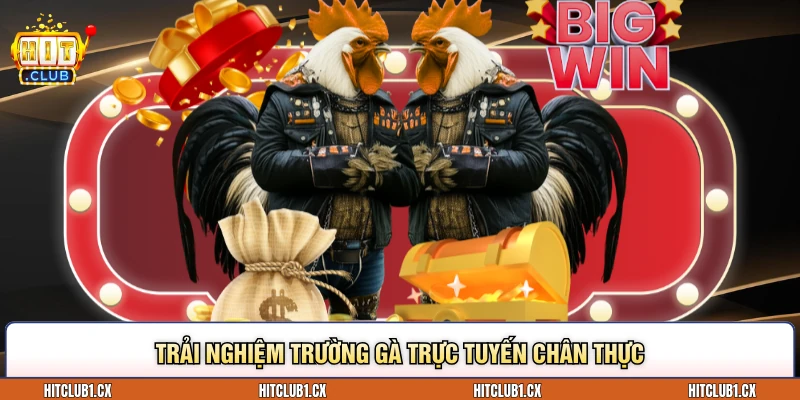 Trải nghiệm trường gà trực tuyến chân thực